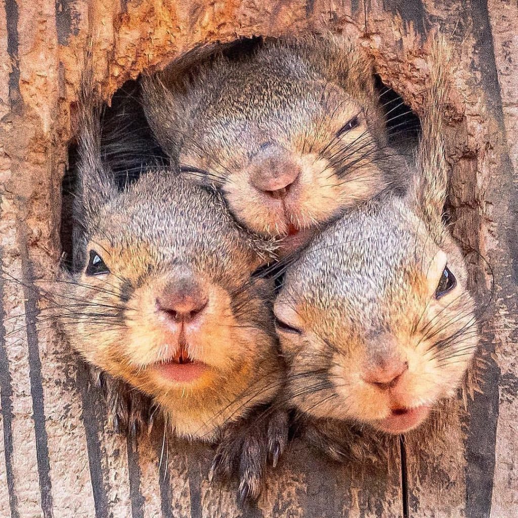  squirrels
